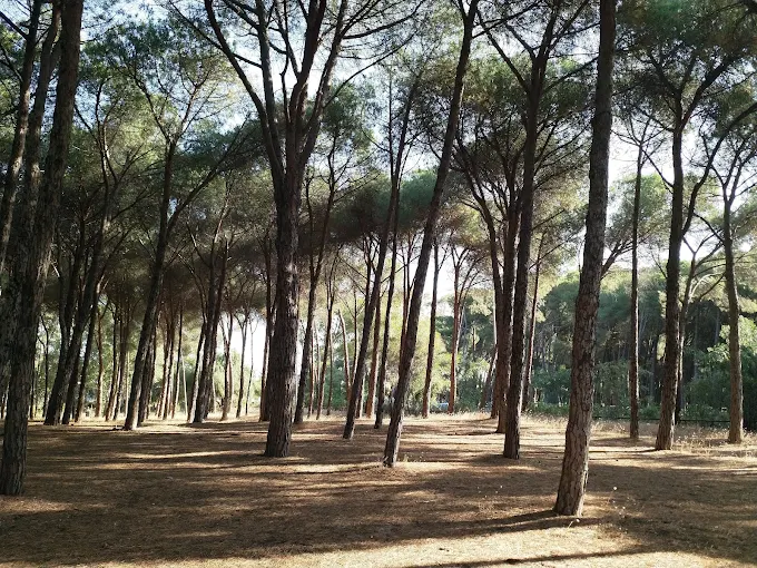 Pineta di Giovino